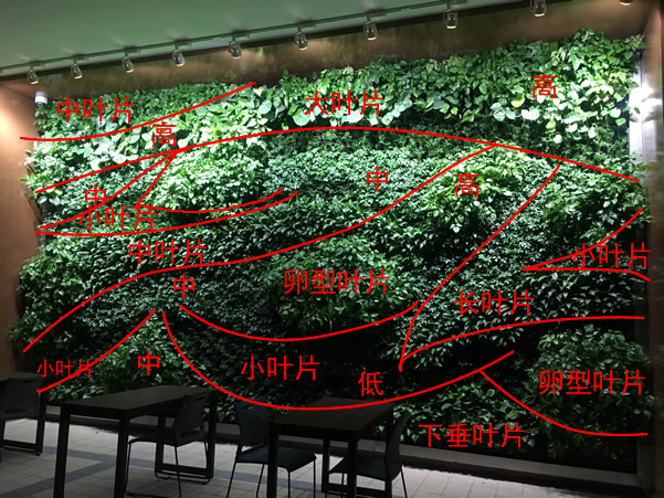 植物叶片大小、高低的植物墙分析图