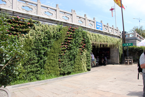 苏州山塘街垂直绿化